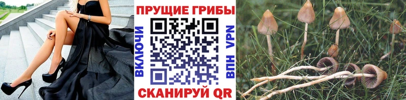 Купить где  Зарайск  Псилоцибиновые грибы Psilocybine cubensis 