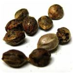 Семена марихуаны АК-47  (Seeds AK-47) в Зарайске
